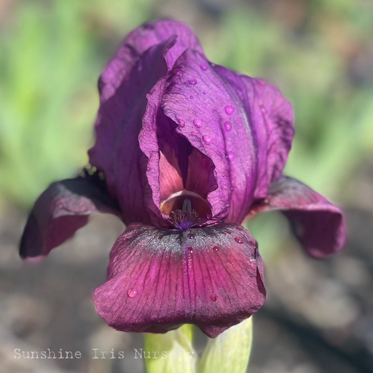 Naomi of Mara - Dwarf Bearded Iris