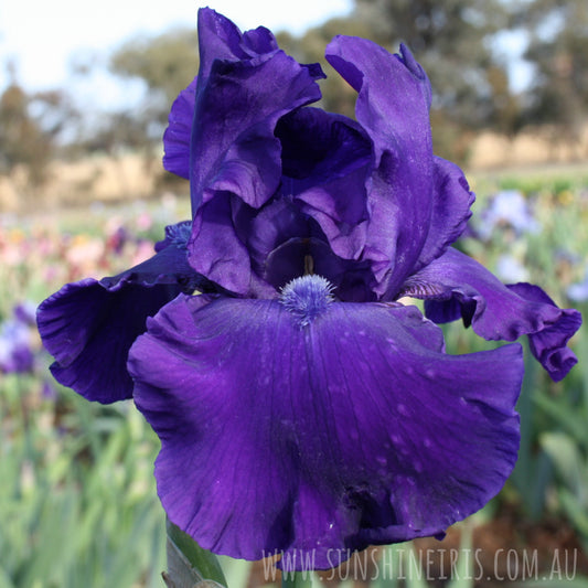 New Challenge - Tall Bearded Iris