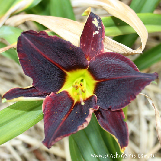 Night Wings - Large Daylily