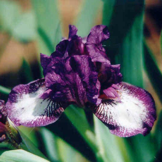 Nimble Toes - Dwarf Bearded Iris