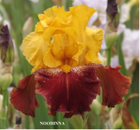 Noobinna - Tall Bearded Iris