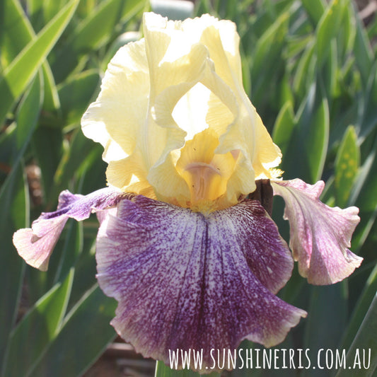 Noon Siesta - Tall Bearded Iris