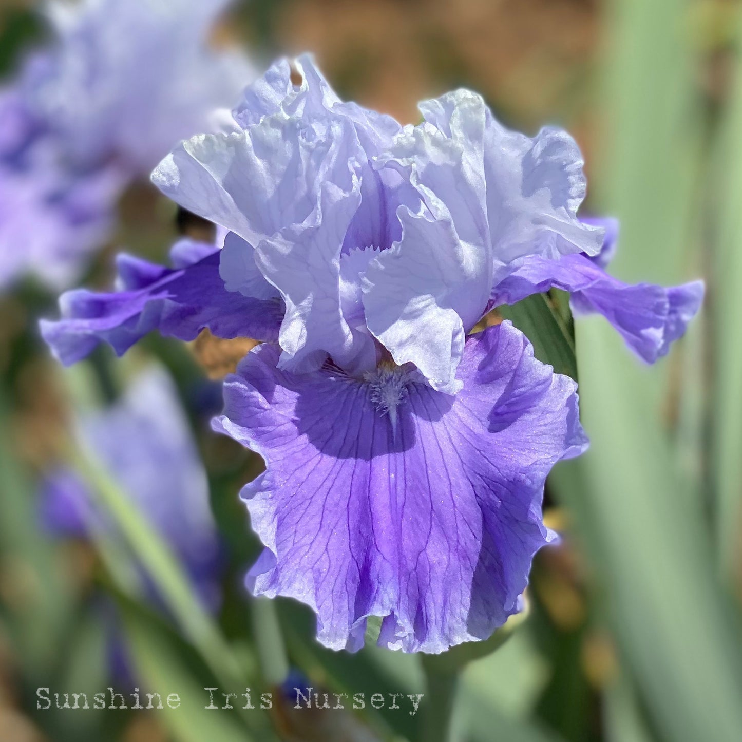 New Century - Tall Bearded Iris