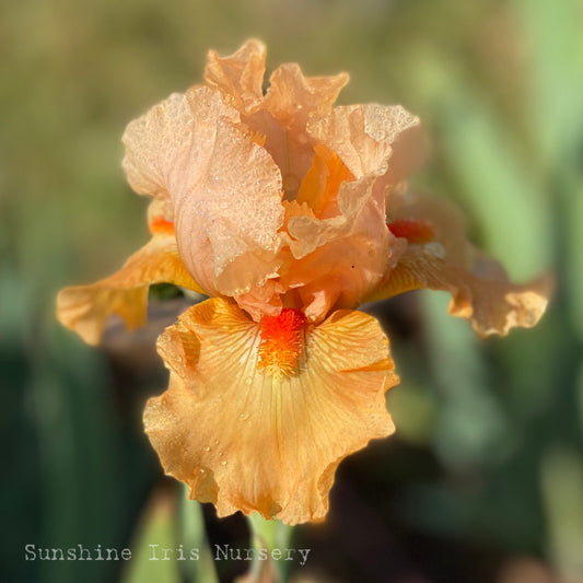 Nursery School - Median Bearded Iris