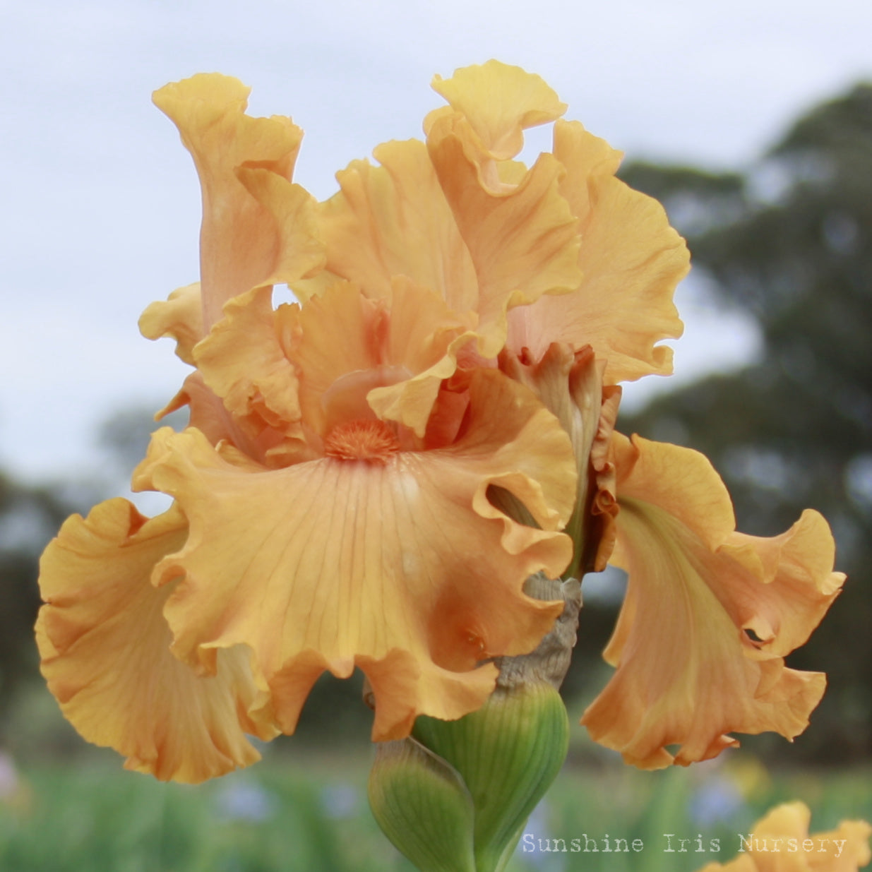 Oh James - Tall Bearded Iris