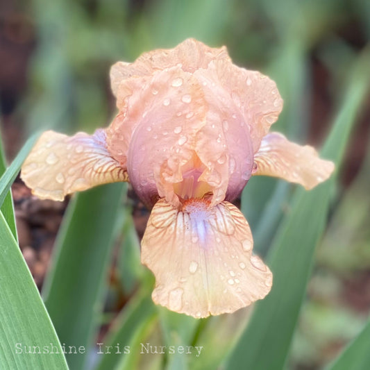 Oladi - Dwarf Bearded Iris