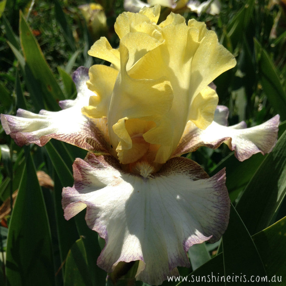 Only You - Tall Bearded Iris