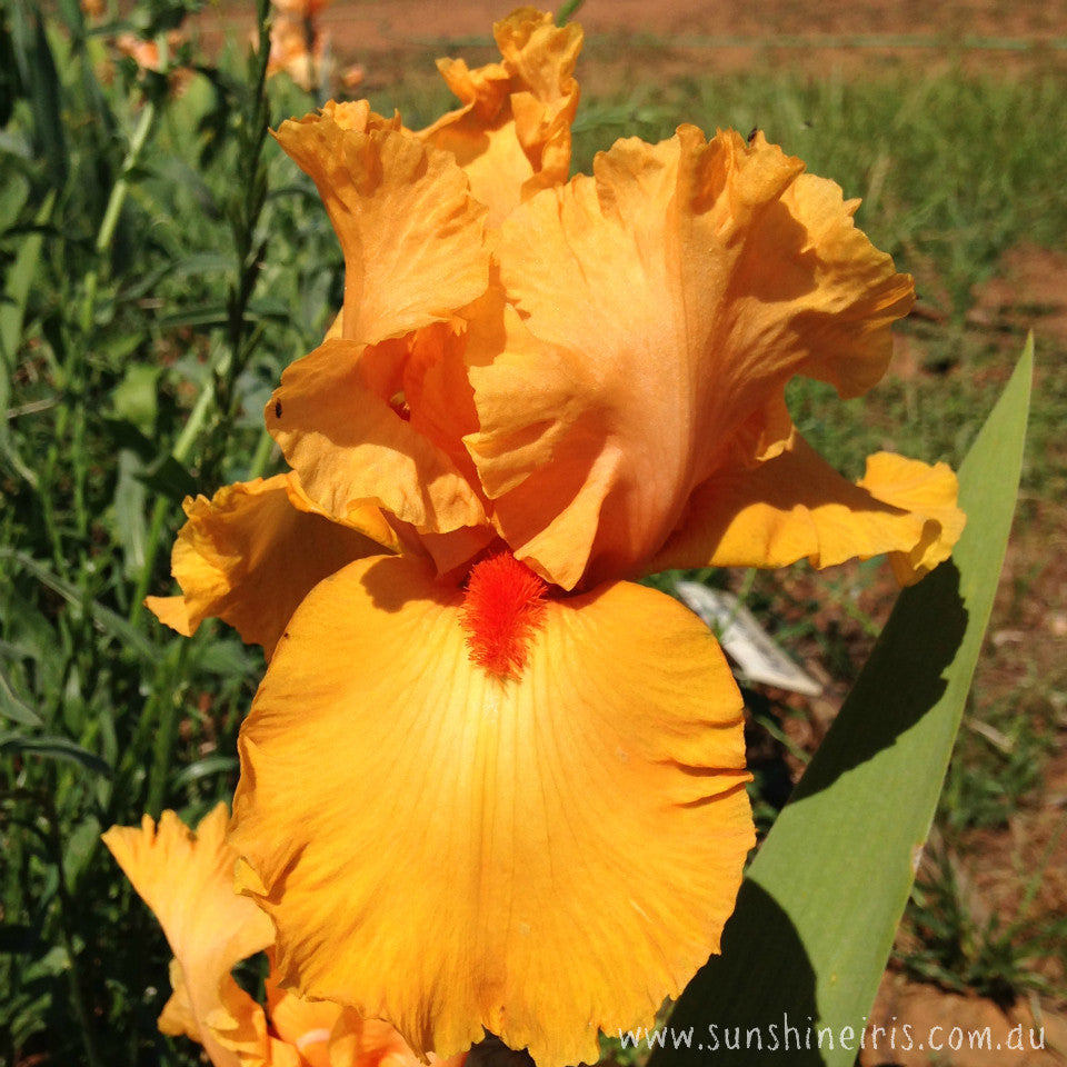 Orange Celebrity - Tall Bearded Iris