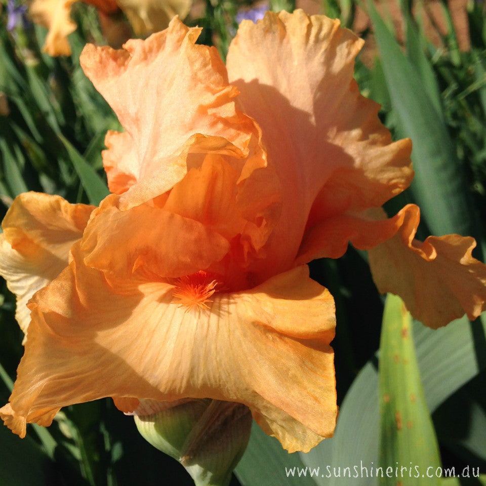 Orange Flirt - Tall Bearded Iris
