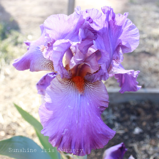 Orchid Wine - Tall Bearded Iris
