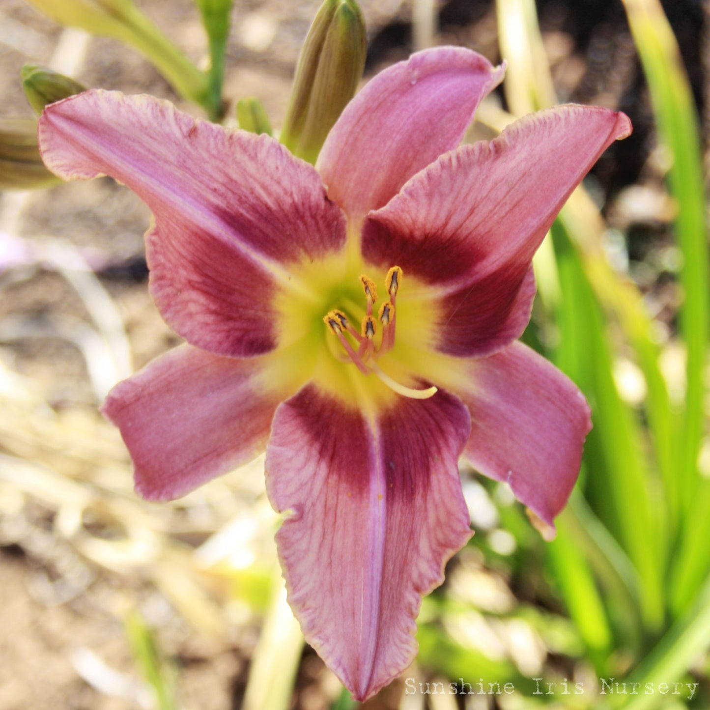 Oriental Silk - Large Daylily