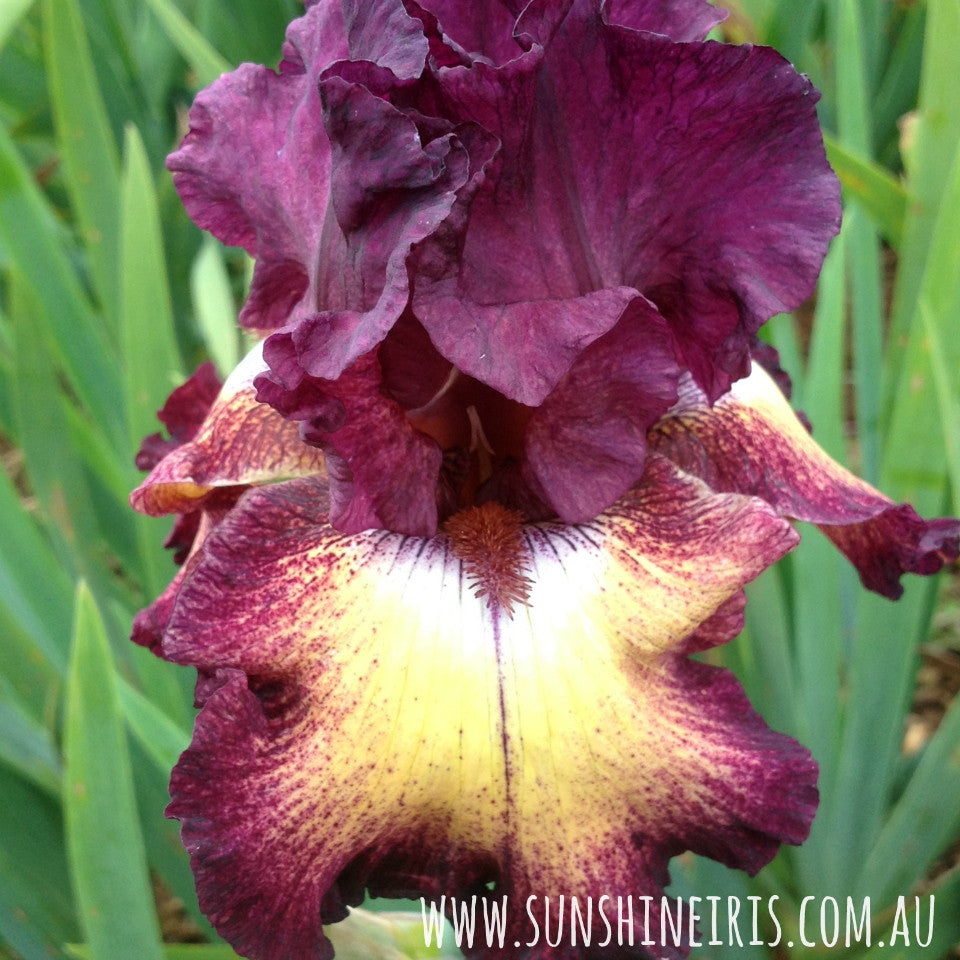 Ostentatious - Tall Bearded Iris