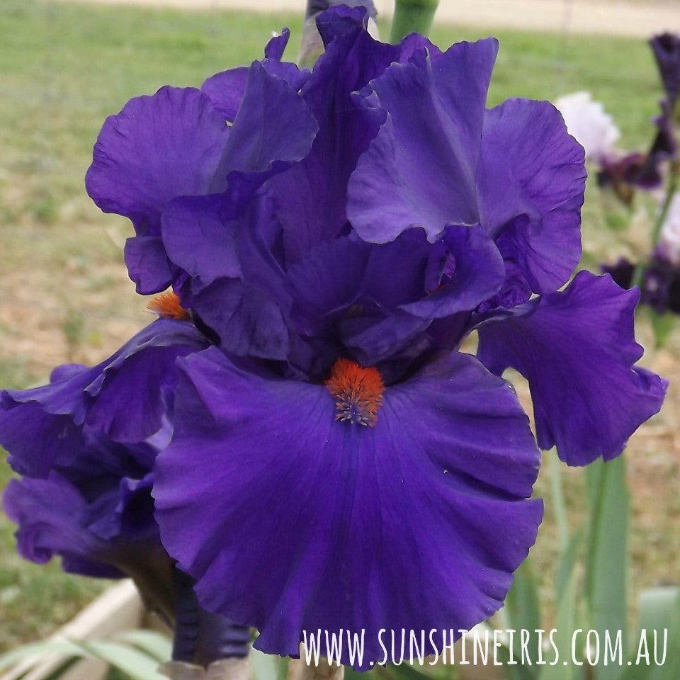 Paul Black - Tall Bearded Iris
