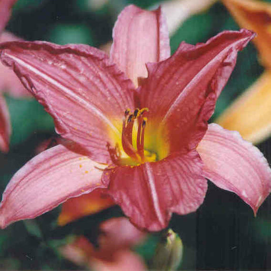 Palace Jewel - Large Daylily