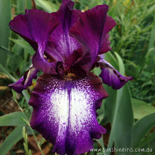 Palace Gossip - Tall Bearded Iris