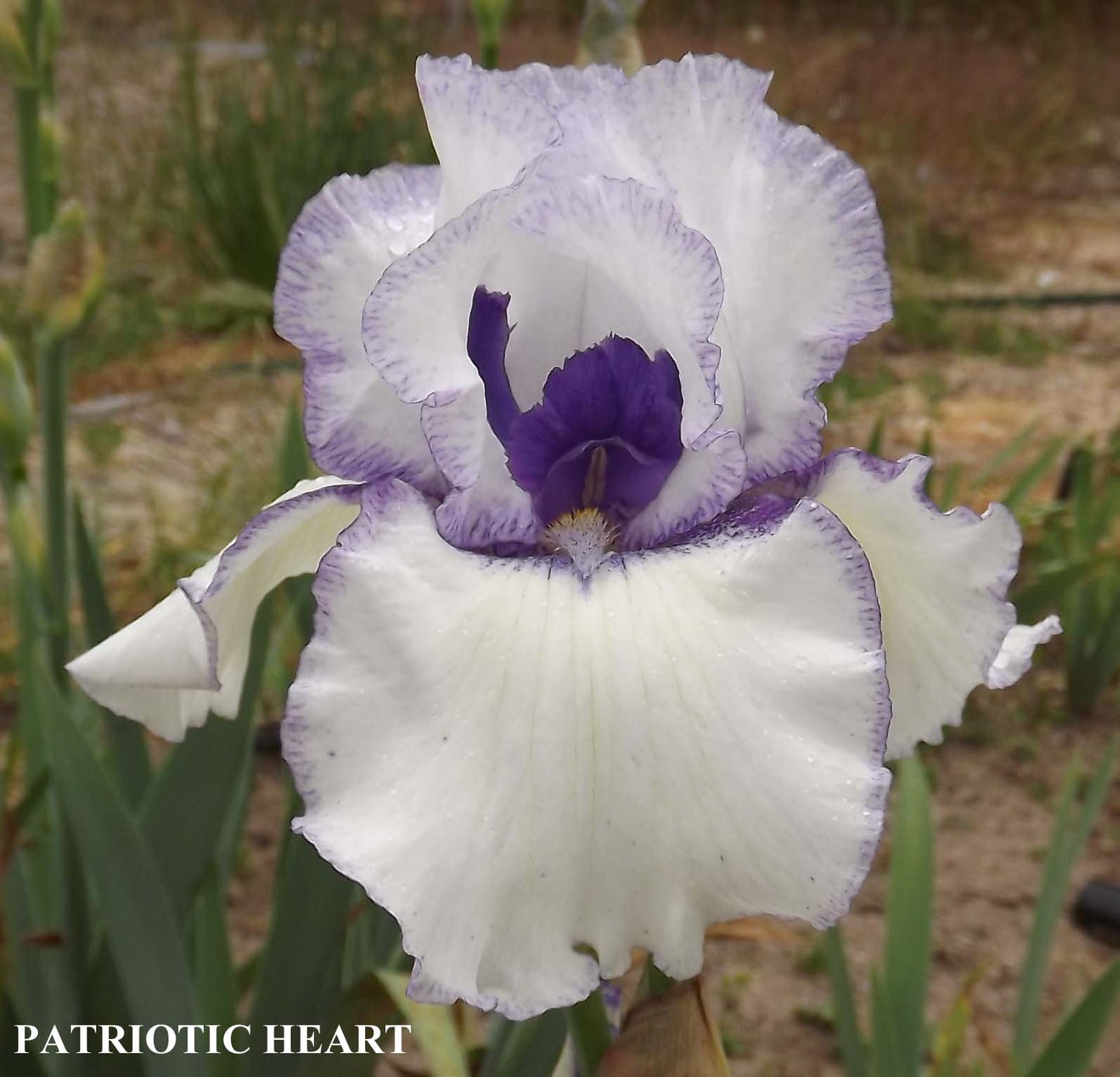Patriotic Heart - Tall Bearded Iris