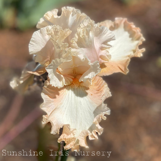 Peaches and Dreams - Tall Bearded Iris