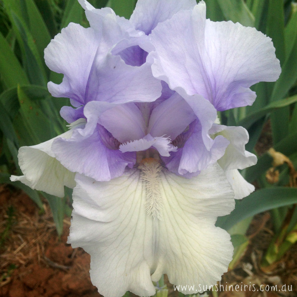 Perfect Couple - Tall Bearded Iris