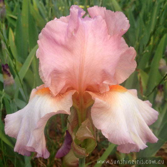 Pink Persian - Tall Bearded Iris