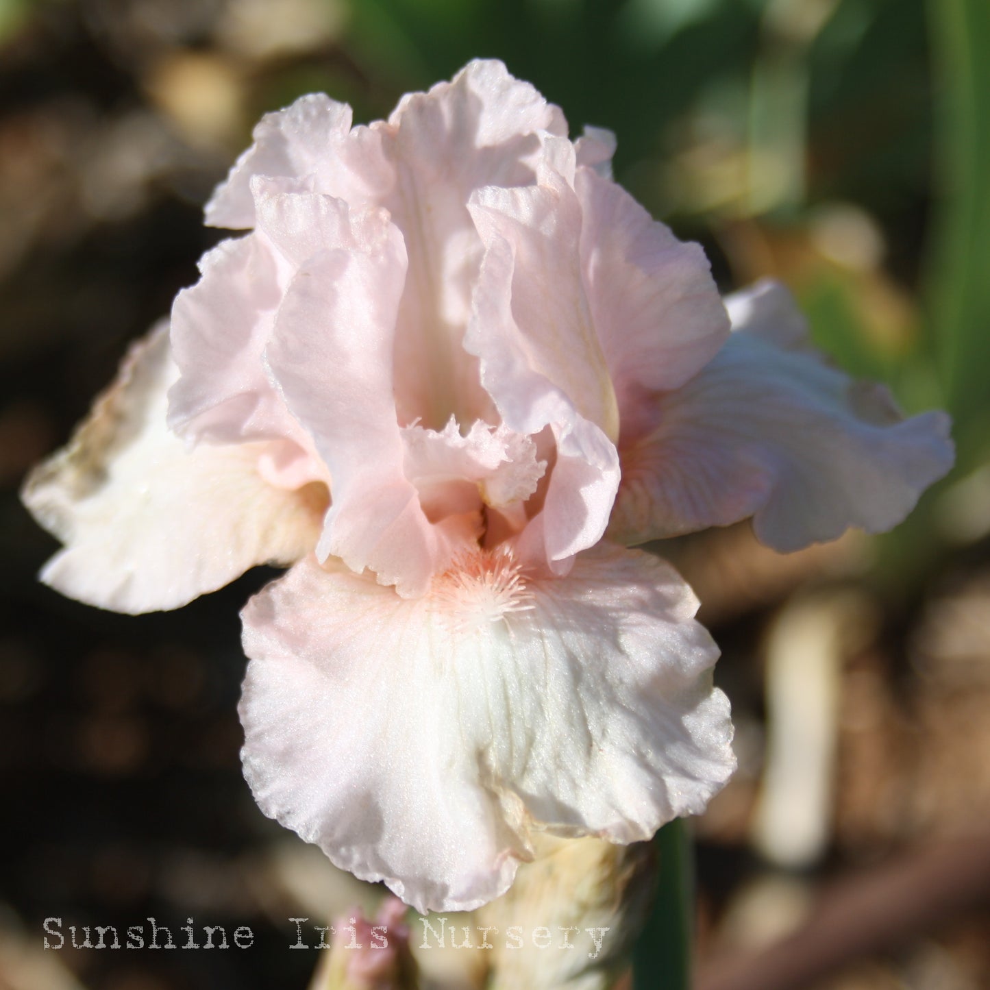 Pink Bubbles - Median Bearded Iris