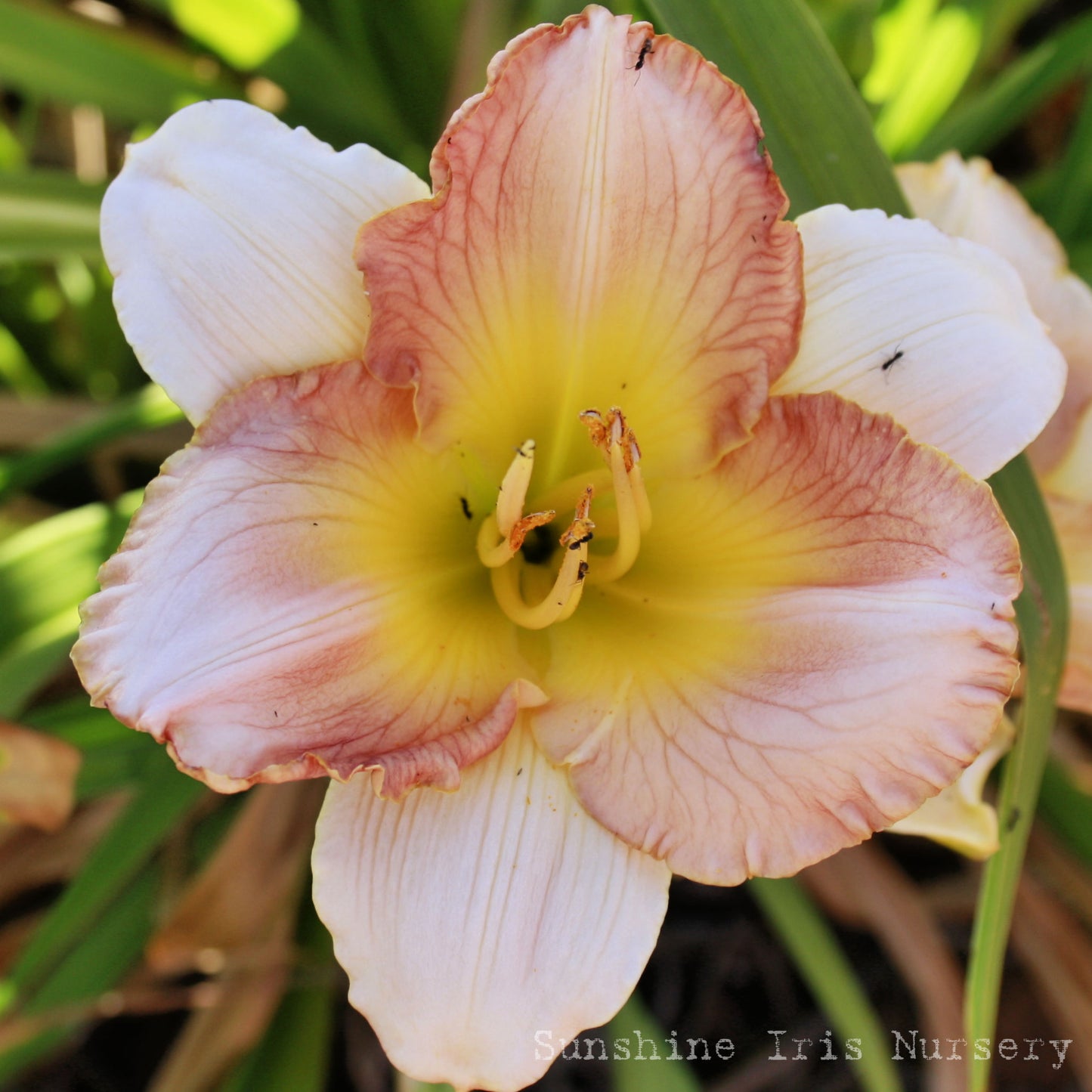 Pink Ambrosia - Large Daylily