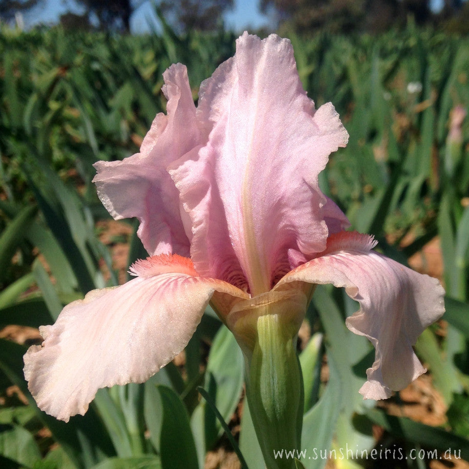 Pink Kitten - Median Bearded Iris