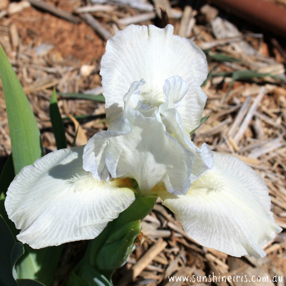 Pip - Dwarf Bearded Iris