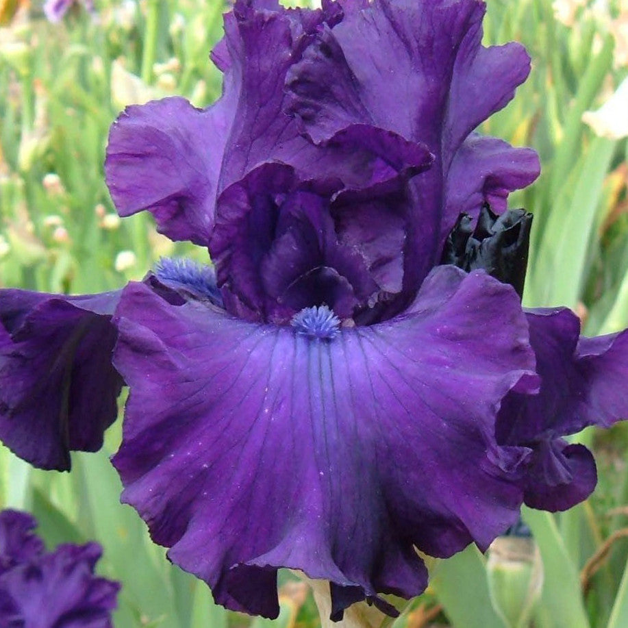 Polished Manners - Tall Bearded Iris