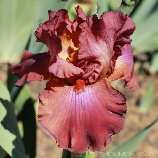 Pop Star - Tall Bearded Iris
