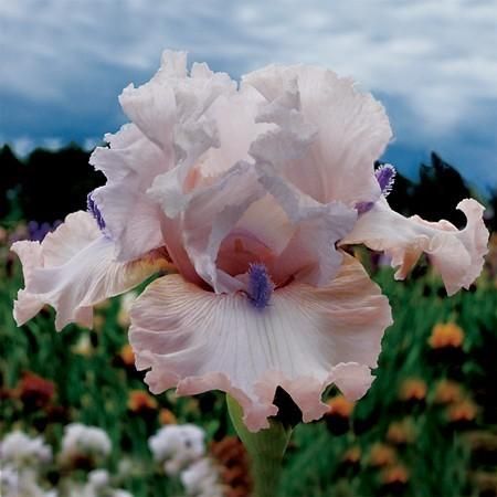 Power Point - Tall Bearded Iris