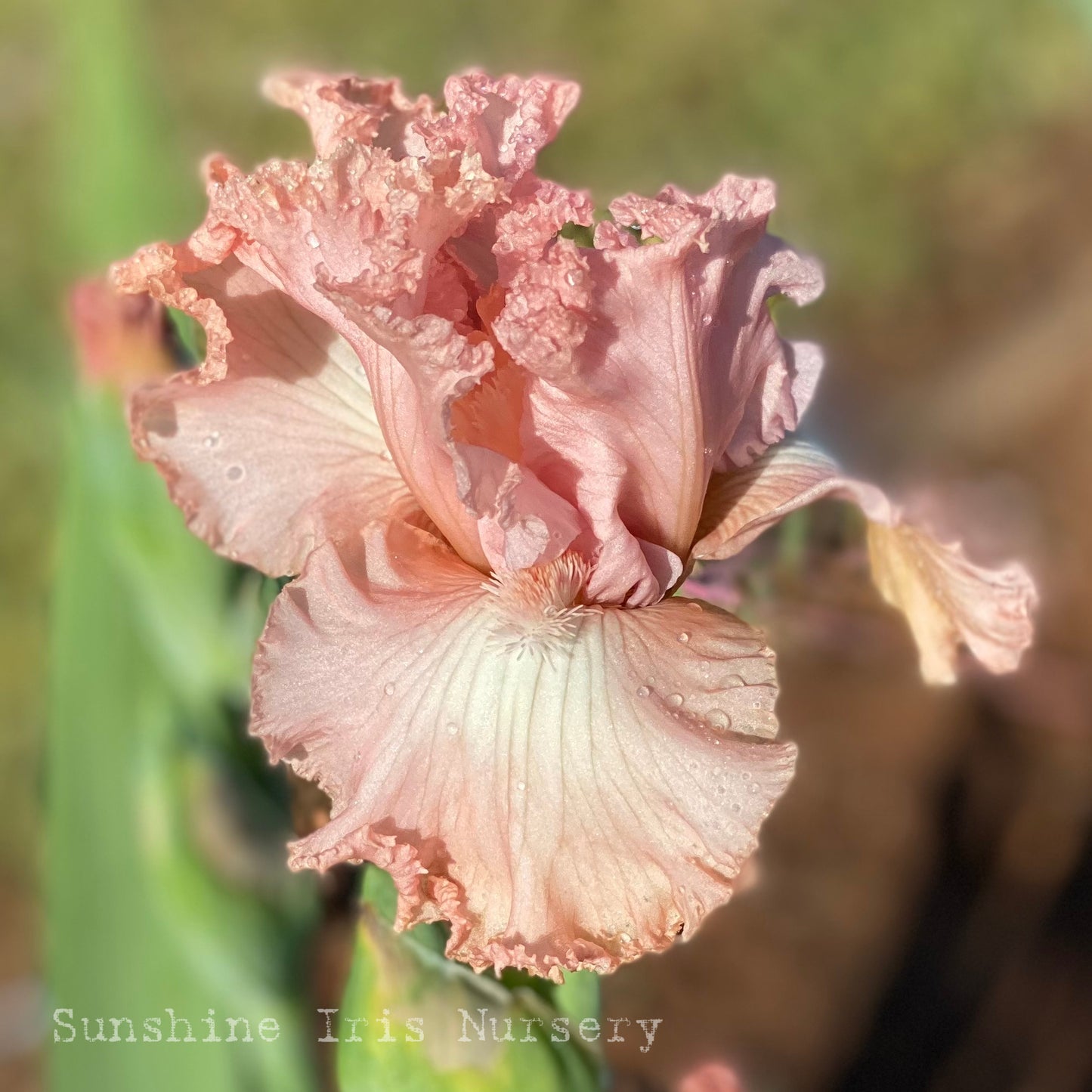 Precious Puppy - Median Bearded Iris