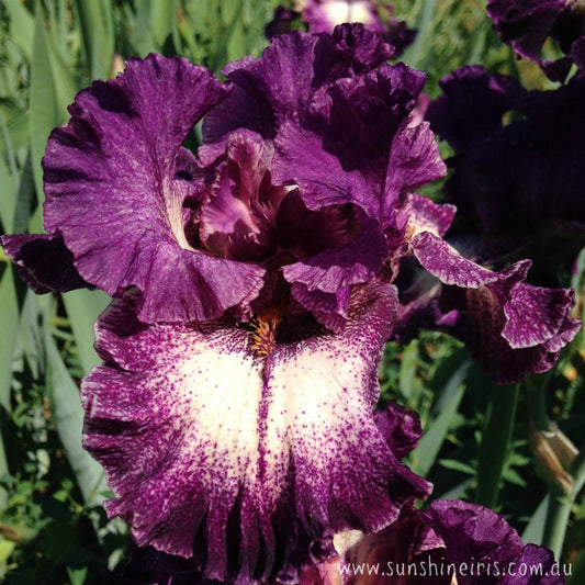 Pretty Edgy - Tall Bearded Iris
