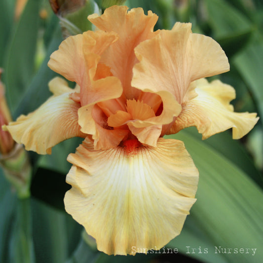 Private Treasure - Tall Bearded Iris