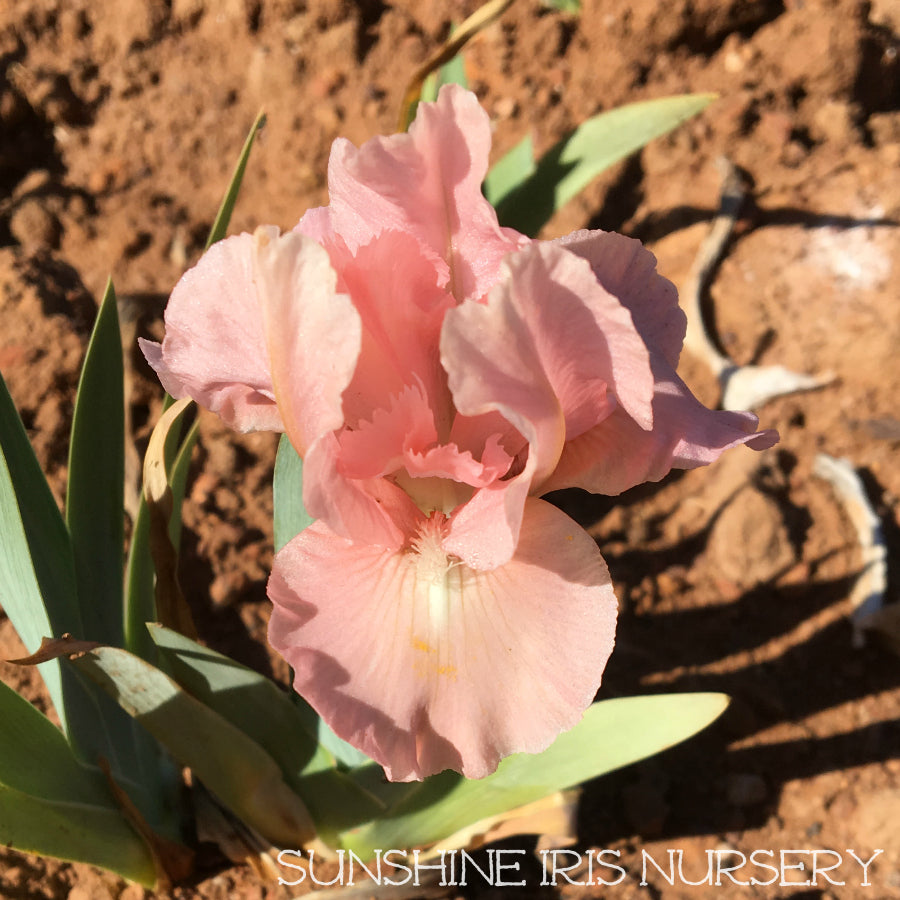 Pussycat Pink - Dwarf Bearded Iris