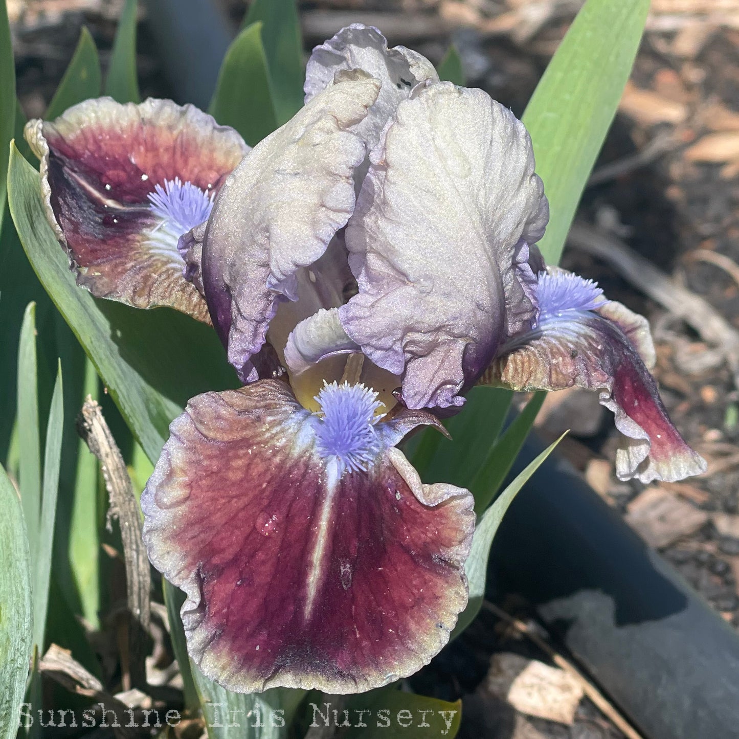 Quark - Dwarf Bearded Iris