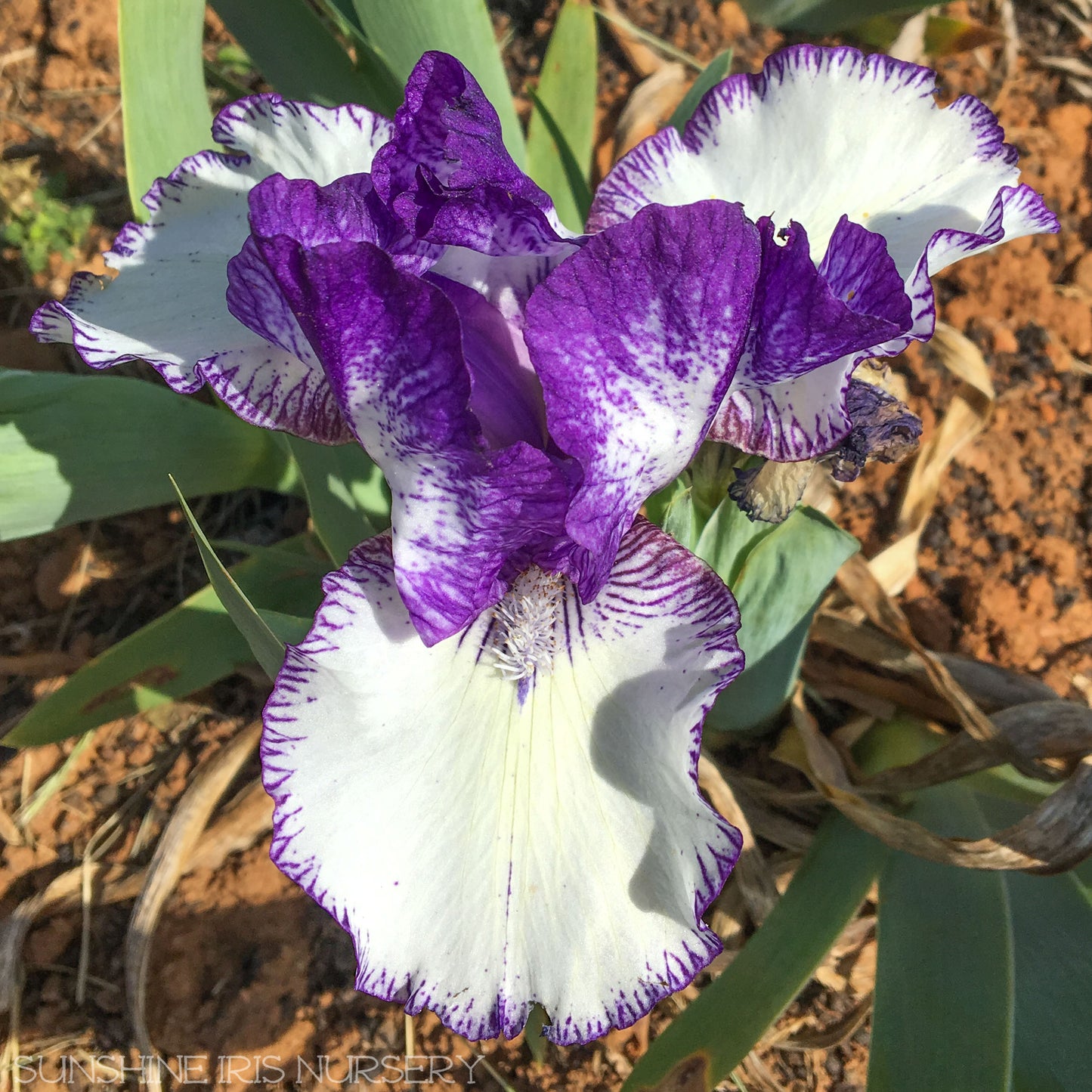 Rare Edition - Median Bearded Iris