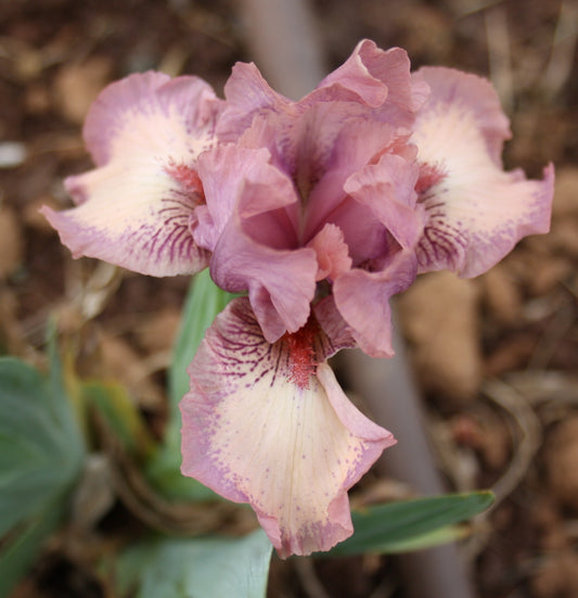 Raspberry Ice - Dwarf Bearded Iris