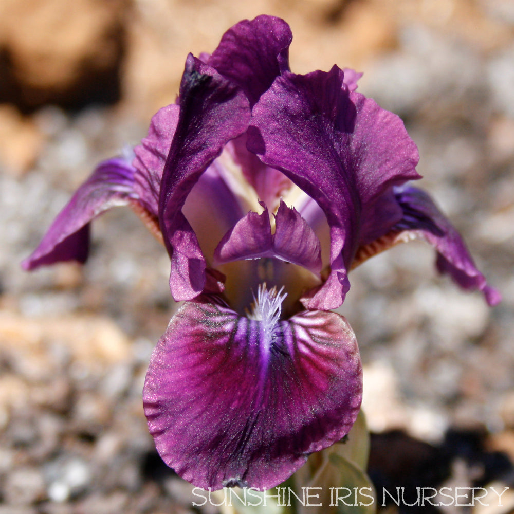 Products – Page 23 – Sunshine Iris Nursery