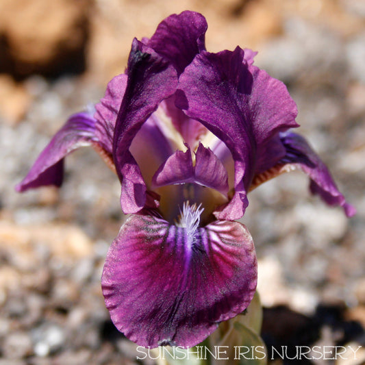 Raspberry Jam - Dwarf Bearded Iris