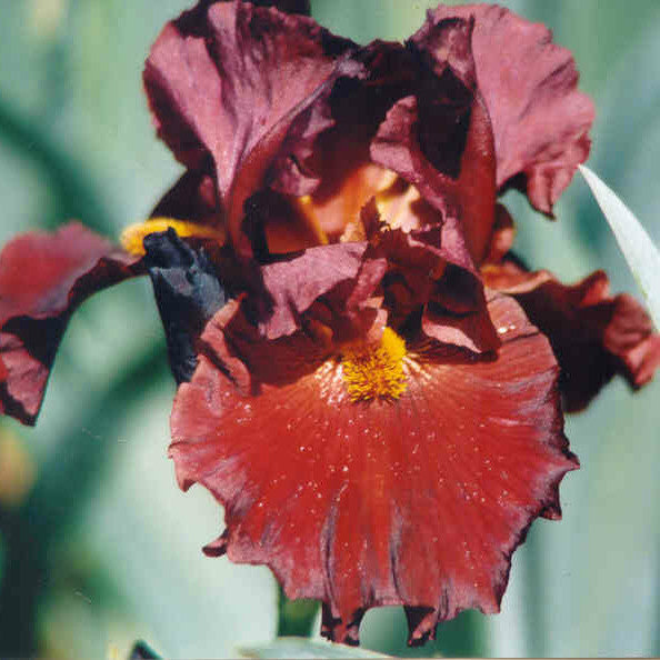 Red Lion - Tall Bearded Iris