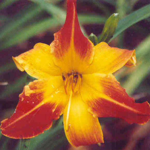 Red Twister - Spider Daylily