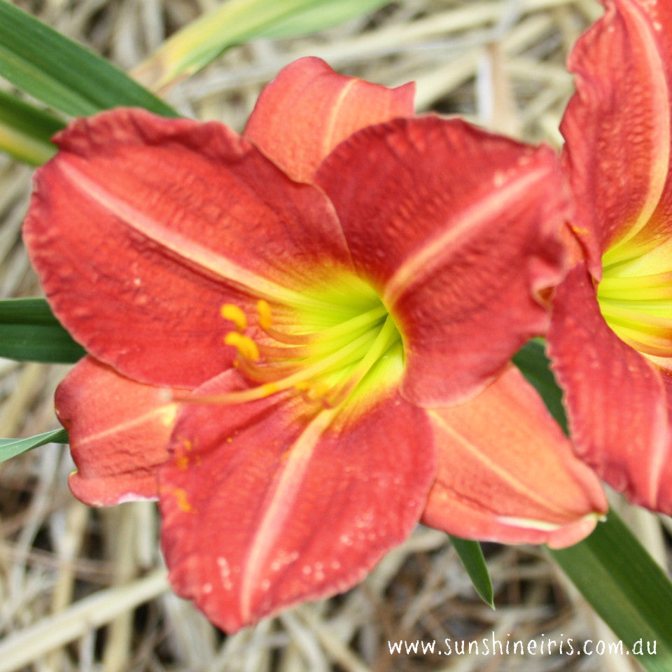 Red Rum - Large Daylily
