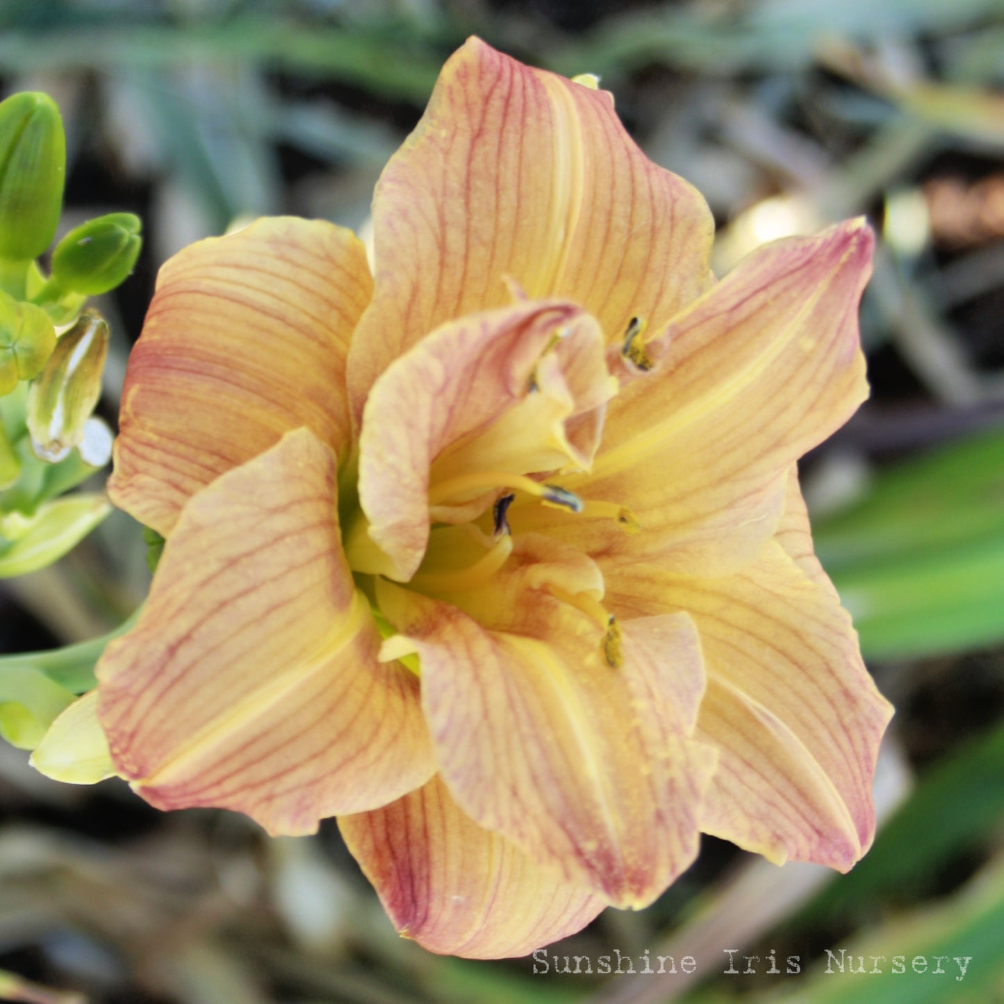 Re Run - Double Daylily