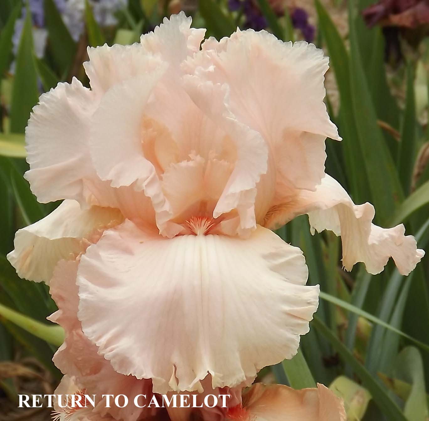 Return to Camelot - Tall Bearded Iris