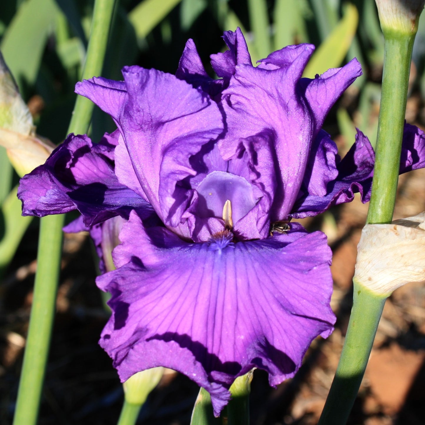 Rhapsodic - Tall Bearded Iris