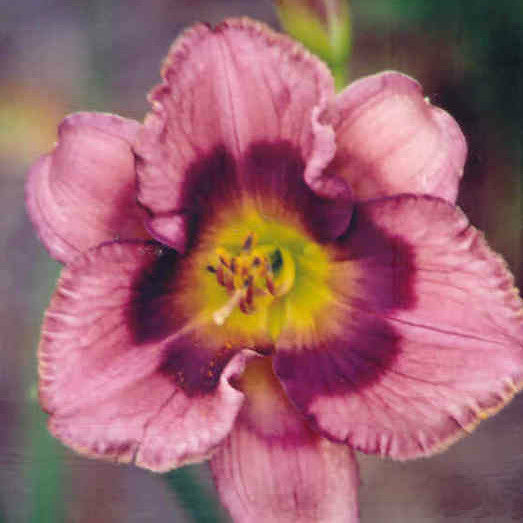 Rhapsody In Time - Large Daylily