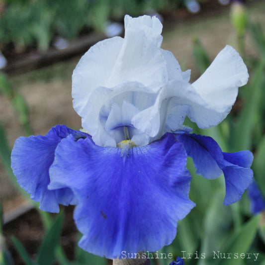 Ride The Wind - Tall Bearded Iris