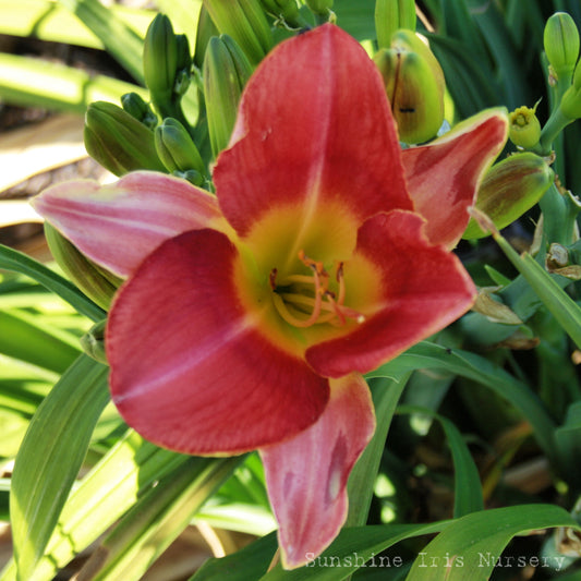 Ring Of Change - Large Daylily