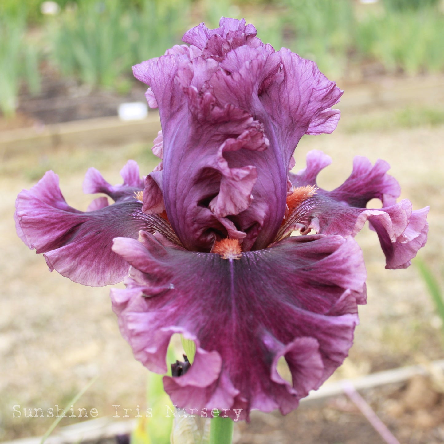 Romantic Gentleman - Tall Bearded Iris