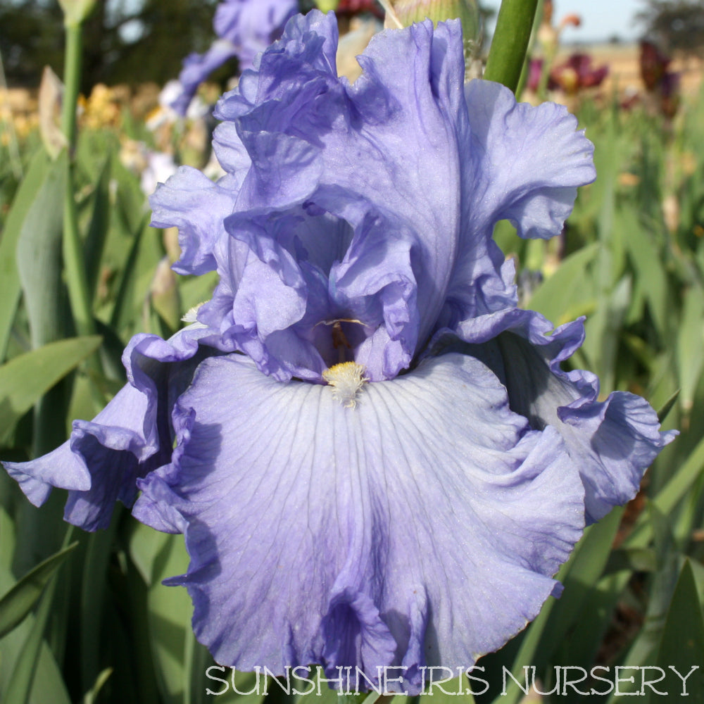 Royal Elegance - Tall Bearded Iris